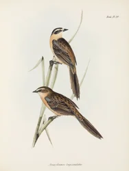 フィンチ、c 1832-1836