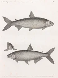 魚です。Le Characin