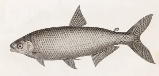 魚です。Le Characin