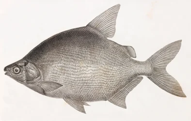 魚です。Le Serrasalme Citharine