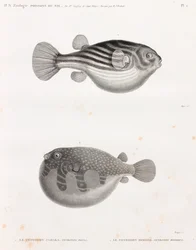 魚：テトロドン