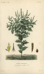 Flixweed, herb-Sophia or tansy mustard, Descurainia sophia, Sisymbrium sophia, Sisybre parviflore