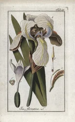 フィレンツェアヤメ（Iris florentina）。オランダ、ヨハネス・ゾーン（1739-1799）作 "Afbeelding der Artseny-Gewassen "のリトグラフ。