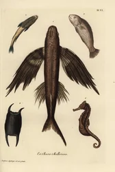 トビウオ、Exocoetus volitans 1、吸盤魚、Remora remora 2、バラマンディ、Lates calcarifer 3、ウロコ 4、タツノオトシゴ、Hippocampus species 5。ゲオルク・ヴォルフガング・クノール著『Deliciae』に掲載されたクリスティアン・ラインベルガーのイラストをもとにした手彩色銅版画。