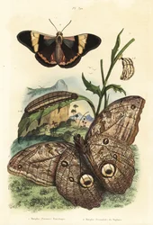 フォレストジャイアントフクロウの蝶、Caligo eurilochus 1とBrassolis sophoraeの蝶、サナギ、イモムシ2