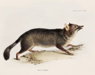 フォックス、チリ、c 1832-1836