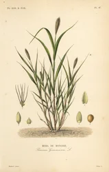 アオキビ、イタリアキビ、Setaria italica、Panicum germanicum、Moha de Hongrie