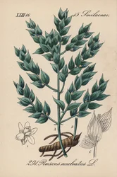 フラゴン偽ヒイラギまたは小ヒイラギ - ブッチャーズ・ブルーム、Ruscus aculeatus。Diederich von Schlechtendal