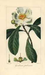 フランクリンの木、Franklinia alatamaha、アメリカ原産、野生では絶滅。モルダン・ド・ローネ著『アマチュアのための植物図鑑』（オードー、パリ）に掲載されたパンクレース・ベッサの植物図版から、バロワが銅に手彩色したスティップル・エングレーヴィング。