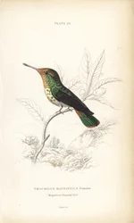 フリルド・コケット、Lophornis magnificus、メス（Magnificent Hummingbird, Trochilus magnificus）。Sir William Jardine