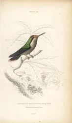 フリルド・コケット、ロフォルニス・マグニフィカス、若いオス（Magnificent Hummingbird, Trochilus magnificus）。Sir William Jardine