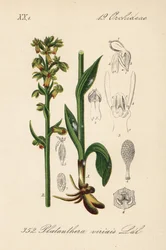 カエルラン - カエルラン、Dactylorhiza viridis (Platanthera viridis)。ディーデリッヒ・フォン・シュレヒテンダール著『ドイツ植物誌』より。