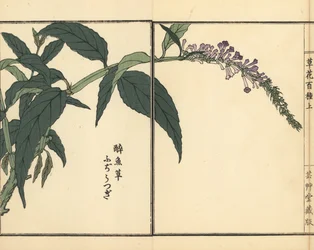 フジウツギまたはブッドレア。河野梅嶺の手彩色木版画『草花百種』より 東京・山田