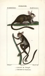 Galago du Senegal and tarsier de Daubenton - Eau forte, Jean Gabriel Pretre (1780-1845) 作、Carnonkel 彫刻、Pierre Jean Francois Turpin (1775-1840) 編集、F.G.Levrau 発行、Frederic Cuvier 著、哺乳類辞典のため。