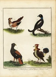 ゲームの鳥: 斑点を付けられたライチョウ、黒いライチョウ、木のライチョウ、ヒース coc 1792 (彫刻)