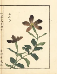 河野梅嶺による手彩色木版画「草花百種」。