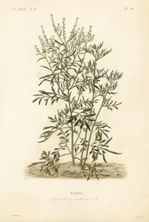 ガーデンクレス、マスタードとクレスまたはペッパーワート、Lepidium sativum、Nasitor