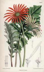 トランスバール（南アフリカ）原産のオレンジ色の花、ガーベラ・ジャメソニ。マチルダ・スミス（1854-1926）のデッサン、ジョン・ニュージェント・フィッチによるリトグラフ（ジョセフ・ダルトン・フッカー著、L.リーブ・アンド・カンパニー発行、イギリス・ロンドン刊『カーティス植物誌』所収）。