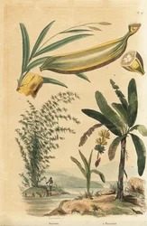 巨大なとげのある竹の植物、Bambusa bambos (Bambos arundinacea)と、果実と断面を持つバナナの木、Musa paradisiaca