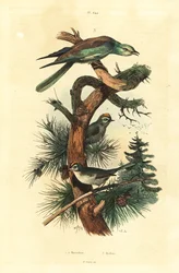 ゴールドクレスト（Regulus regulus）、ヨーロピアンローラー（Coracias garrulus）。