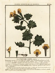 ゴールデンヒヨス、Hyoscymus aureus。