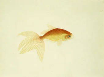 金魚（紙に水彩）
