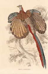大キジ、Argusianus argus (Argus giganteus)。ゲオルク・フリードリヒ・トライチケの自然史ギャラリー、ティアライヒ自然史ビルダーザール、リエプツィヒ所蔵の手彩色リトグラフ。