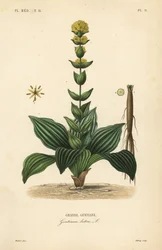 グレートイエローリンドウ、Gentiana lutea、Grande gentiane