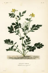 Greater celandine, Chelidonium majus, Chelidoine commune.