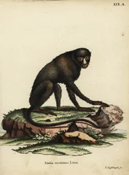 グレーター・スポットノーズ・モンキーまたはパテノーズ・モンキー。Cercopithecus nictitans.Simia Nictitans Linn.Johann Christian Daniel Schreber