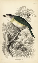 アオハシベカード、Pachyramphus viridis（キュウビシギ、Pachyrhynchus cuvierii）。Sir William Jardine
