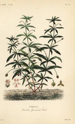 グリーンバイオレットまたはハンパない花、Hibanthus calceolaria、Pombalia ipecacuanha、Pombalie