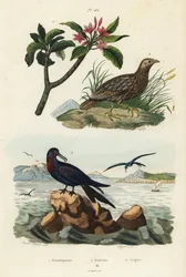 Grey-winged francolin, Scleroptila afra 2, great frigatebird, Fregata minor 3, and red frangipani, Plumeria rubra 1