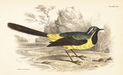 灰色の鶺鴒、Motacilla cinerea。 1889年（彫刻）