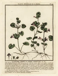 グラウンド アイビー、Glechoma hederacea。