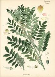 グアテマラ藍または小葉藍、Indigofera suffruticosa（Indigofera anil）。Hermann Adolph Koehler