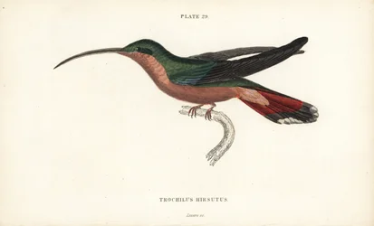 毛足ハチドリ、Glaucis hirsutus（ルフォスブレスト仙人、Trochilus hirsutus）。Sir William Jardine