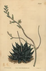Haworthia minor or Tulista minima（Least pearl aloe, Aloe margaritifera minima