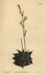 Haworthia mirabilis (Rough-leaved cushion aloe, Aloe mirabilis)