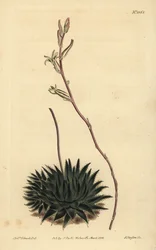 Haworthia pumila or Tulista pumila (Dark-leaved spider aloe, Aloe arachnoides pumila)
