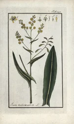 聖フィリップのハーブ（Isatis tinctoria sativa）。オランダ、ヨハネス・ゾーン（1739-1799）作 "Afbeelding der Artseny-Gewassen "のリトグラフ。