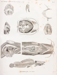Heterobranches, anatomic details