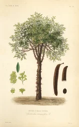 Honey locust or thorny locust tree, Gleditsia triacanthos, Gleditschia triacanthos, Fevier a trois epines