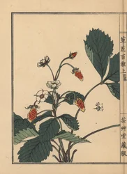 イチゴ（Fragaria ananassa）。河野梅嶺の手彩色木版画『草花百種』より 東京・山田