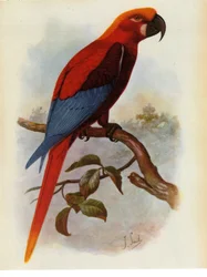 イラスト/Ara grossei/Jamaican Parrot