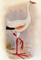 イラスト/Leguatia gigantea/Giant de Leguat