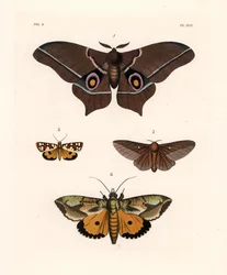 Imbrasia epimethea (Saturnia epimethea) 1、ピンクの縞模様のカシノナガキクイムシ、Anisota virginiensis (Dryocampa virginiensis) 2、Crameria aegocera (Aegocera amabilis) 3、Eudocima materna (Triphaena materna) 4。 ジョン・O・ウェストウッドの新刊より。
