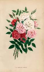 インドのボタンバラ、ベンガルのポンポン、ロサ・チネンシスの雑種。Hippolyte JamainとEugene Forneyの "Les Roses "からF. Grobonが自然をもとに描き、リトグラフしたクロモリトグラフ、パリ、J. Rothschild。