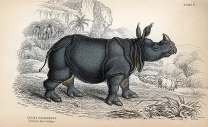 インドサイ（Rhinoceros unicornis or indicus）、絶滅危惧種。ジェームズ・スチュワートのデッサンを基にしたウィリアム・リザースによる銅版画、W.H.リザース編集の「Naturalist Library: mammals, pachyderms and quadrupedes with fine skin」に掲載。