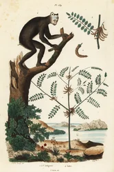 藍草（Indigofera atropurpurea）1～3と、絶滅危惧種のキツネザルであるインドリ（Indri indri）4